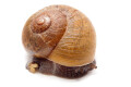 Zachrysia provisoria Miami Beach adult